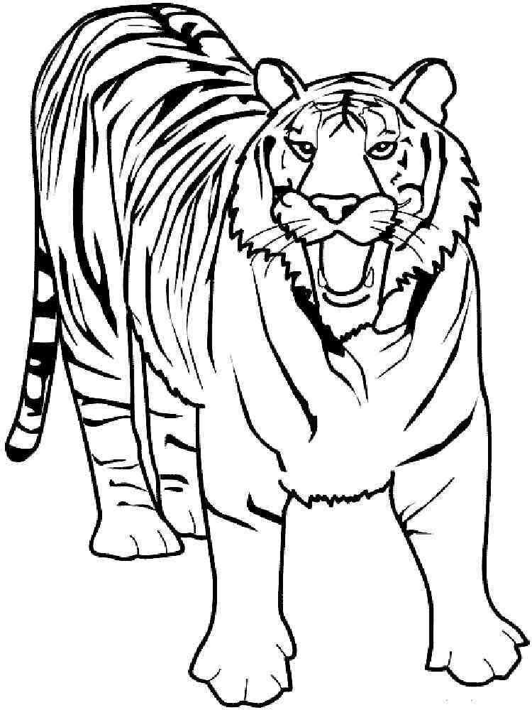 Tiger WildCat coloring page