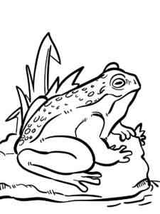 American Toad coloring page