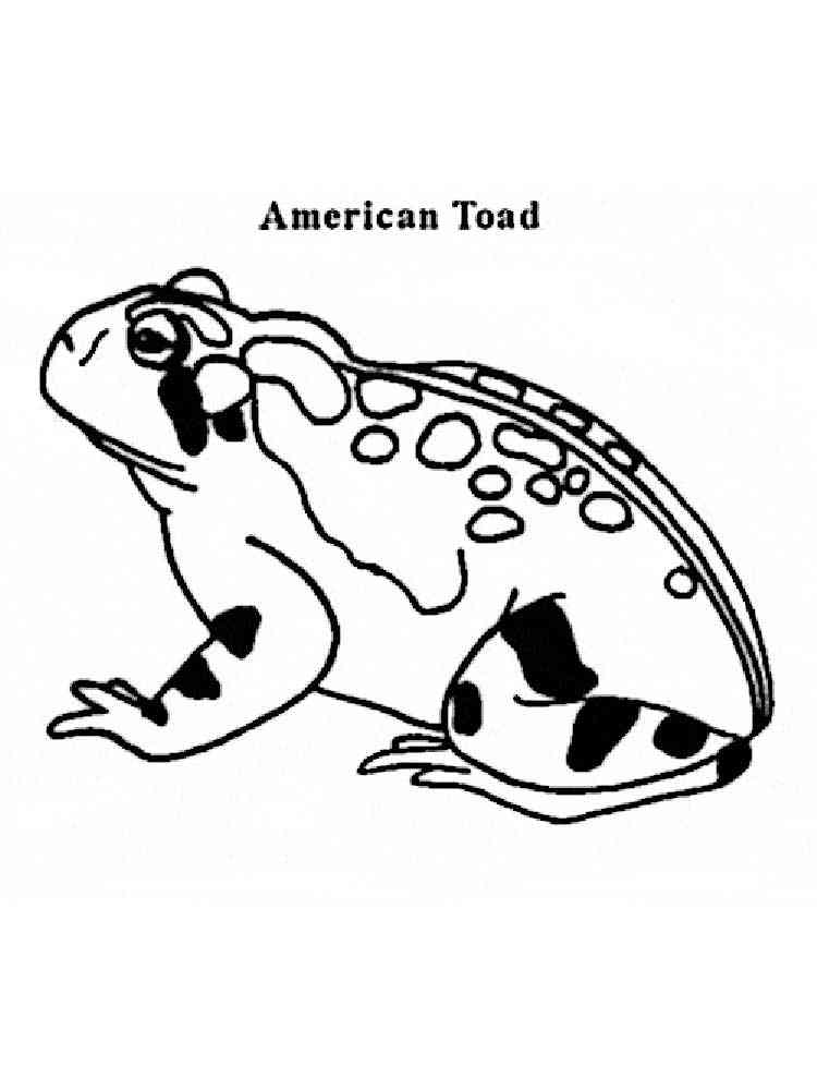 Easy American Toad coloring page
