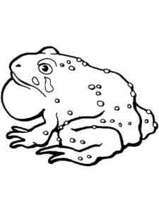 Asiatic Toad coloring page