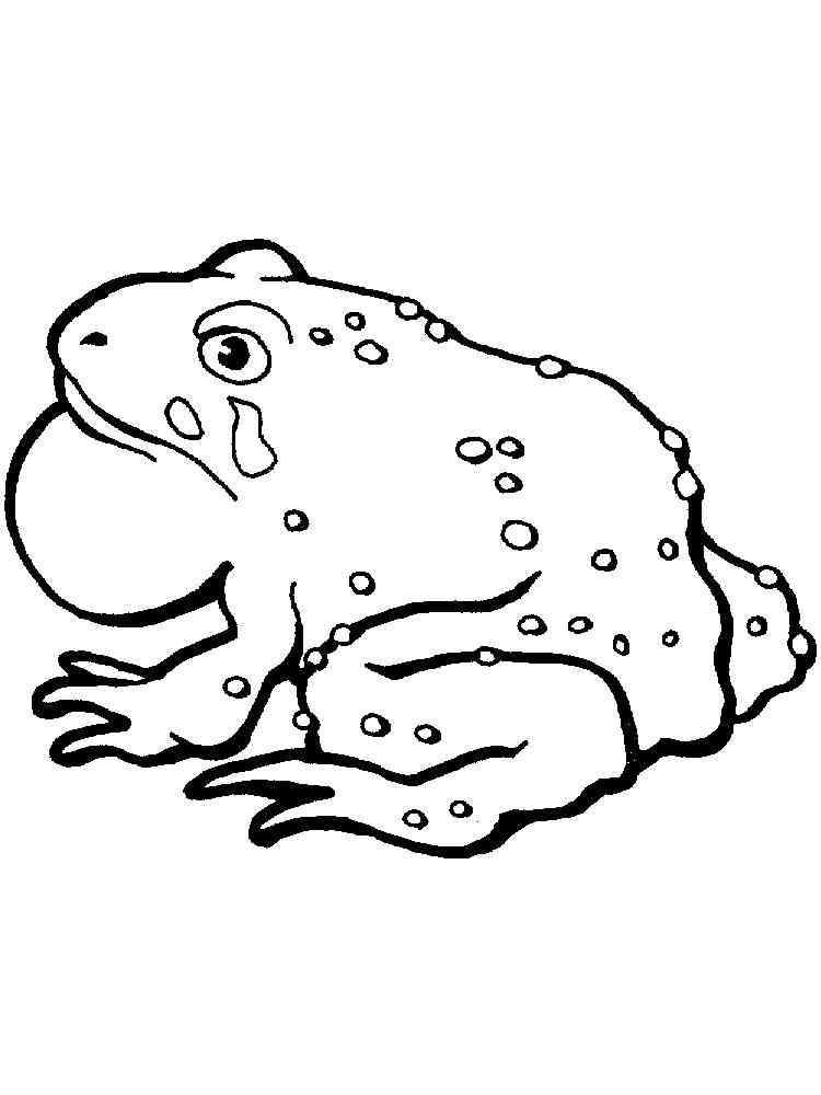 Asiatic Toad coloring page