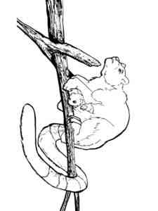 Tree Kangaroo with a cub coloring page
