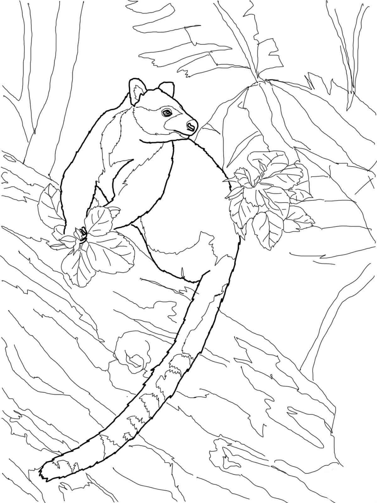 Goodfellow’s Tree Kangaroo coloring page