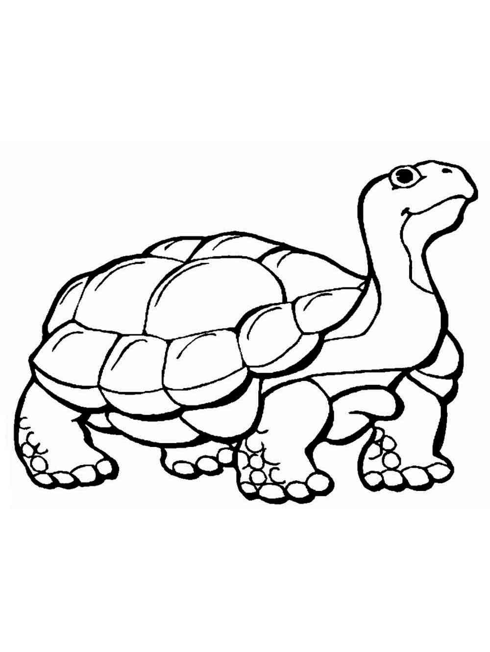 Galapagos Tortoise coloring page