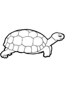 Big Turtle coloring page