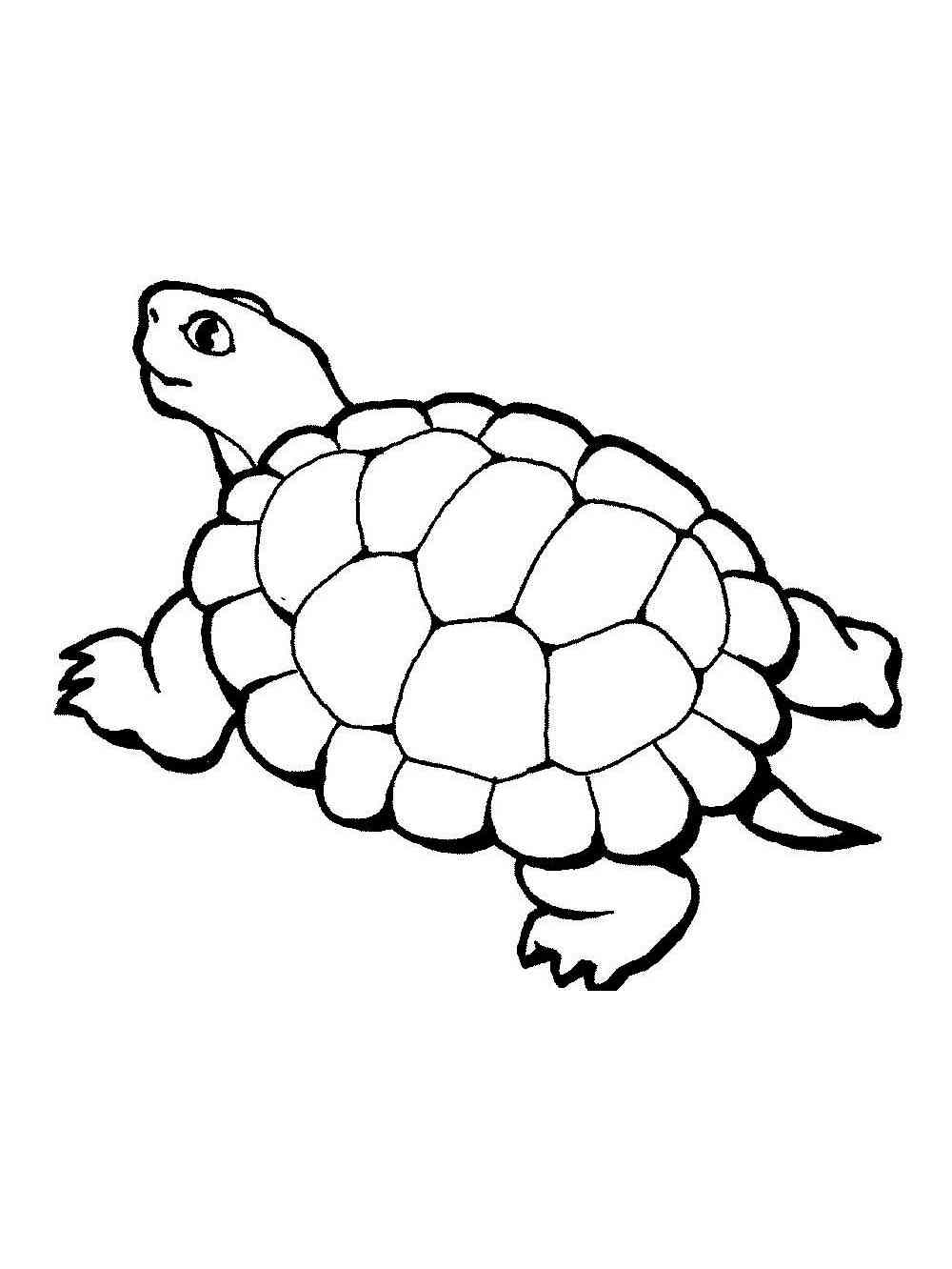 Eastern Box Turtle coloring page