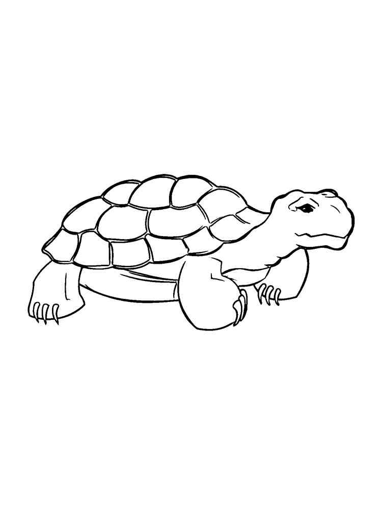 Ornate Box Turtle coloring page