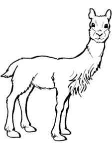 South American Vicuna coloring page