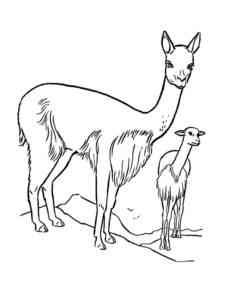Vicuna with a cub coloring page