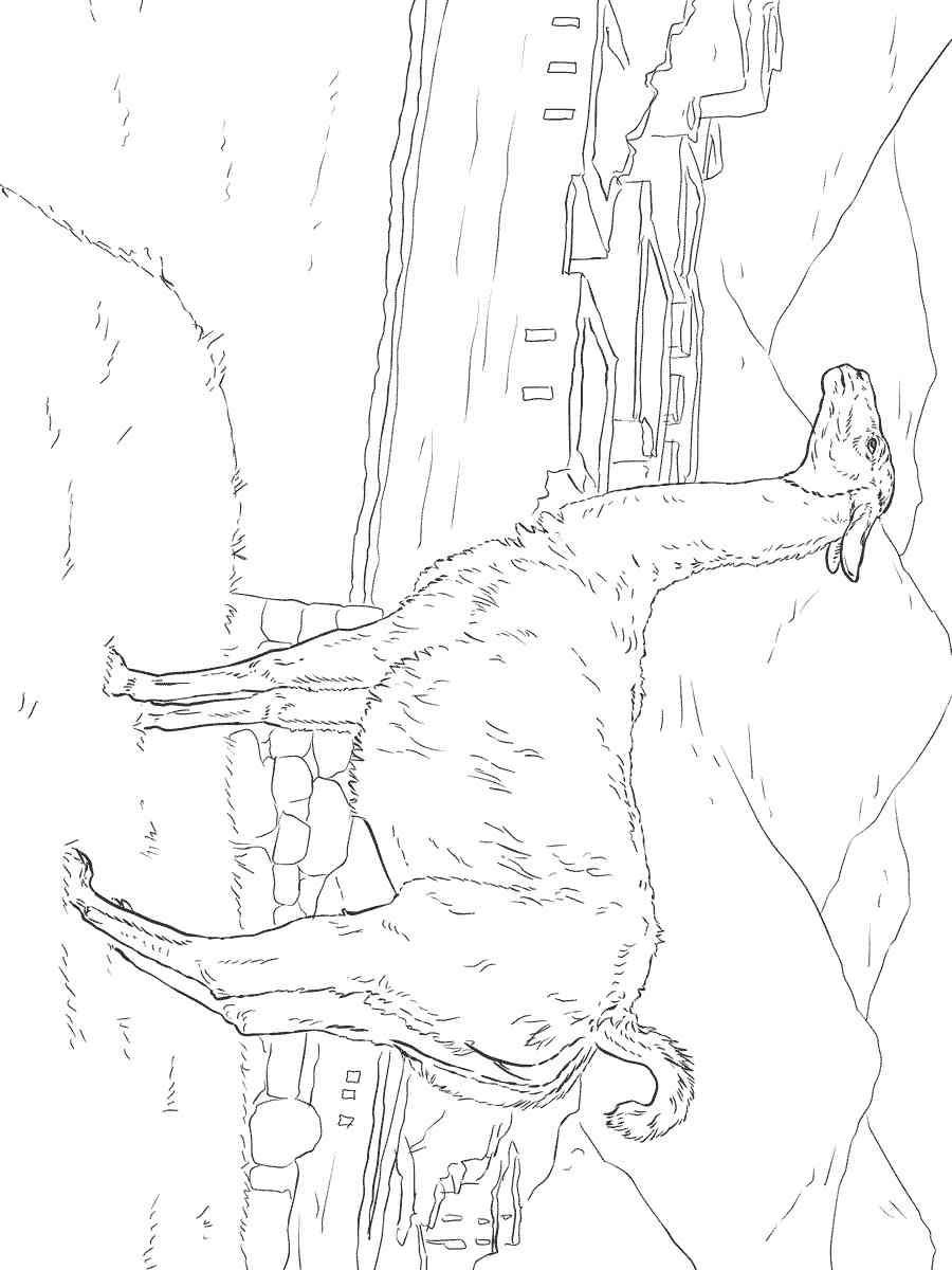 Realistic Vicuna coloring page