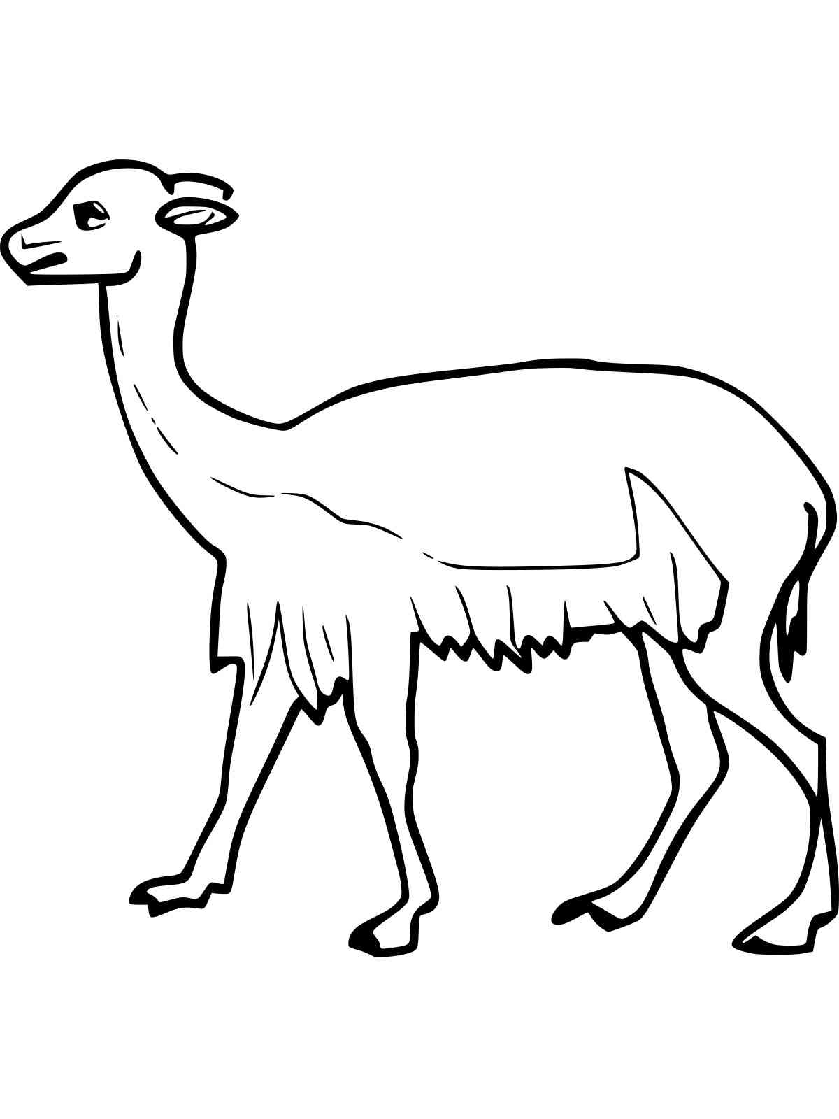 Simple Vicuna coloring page