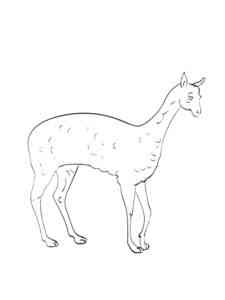 Easy Vicuna coloring page