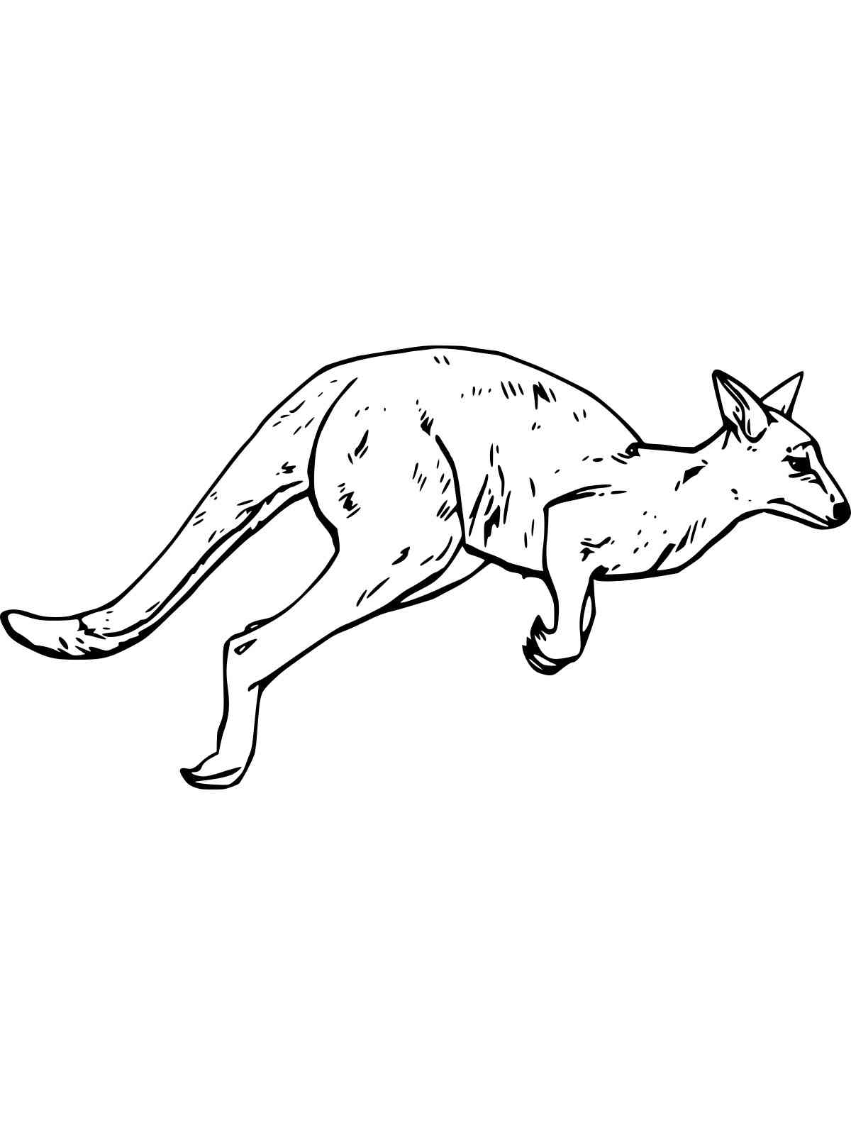 Jumping Wallaby coloring page