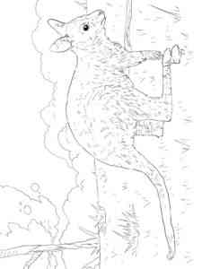 Juvenile Bennett’s Wallaby coloring page