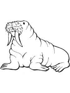 Easy Realistic Walrus coloring page