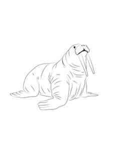 Realistic Walrus coloring page