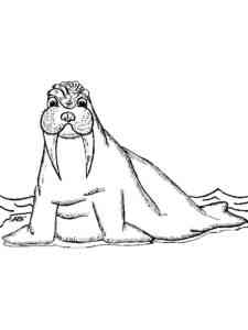 Young Walrus coloring page