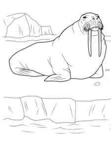 Male Walrus coloring page