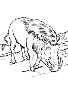 Warthog grazing coloring page