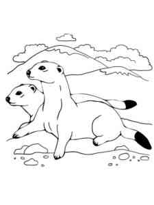 Two Weasels coloring page