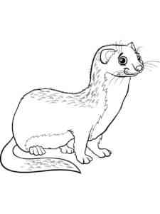 Realistic Weasel coloring page