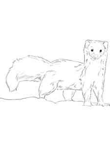 Easy Realistic Weasel coloring page