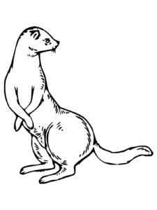 Weasel standing coloring page