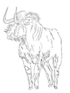 Blue Wildebeest coloring page
