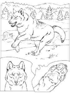 Realistic Wolf coloring page