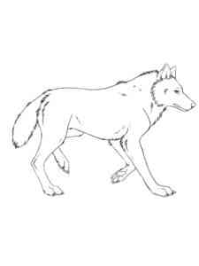 Walking Wolf coloring page