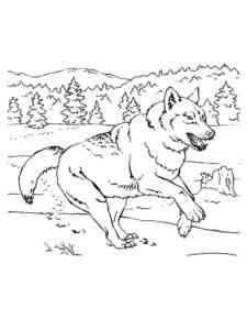 Gray Wolf coloring page