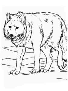 Realistic Gray Wolf coloring page