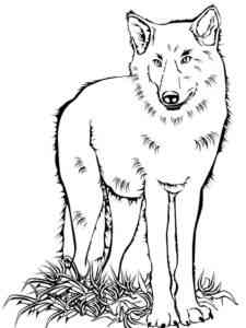 Eastern Wolf coloring page