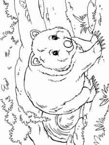 Wombat in the Forest coloring page