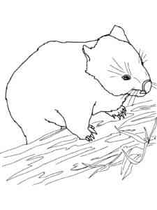 Australian Wombat coloring page