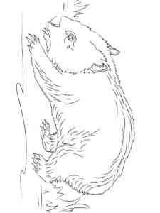 Walking Wombat coloring page