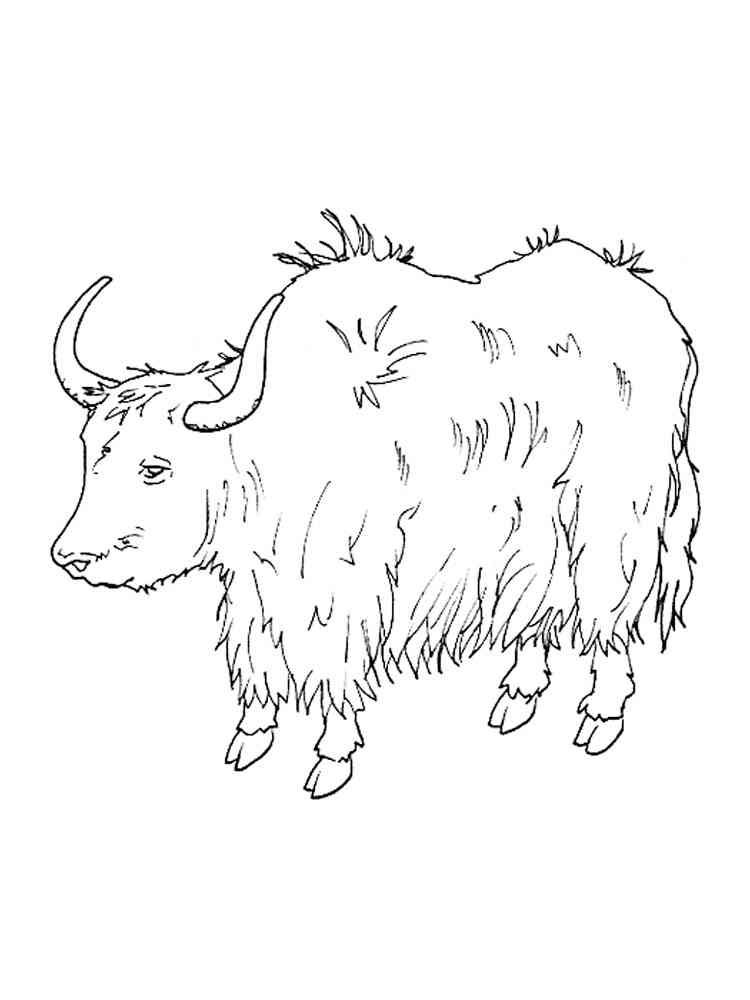 Yak coloring pages - SeaColoring