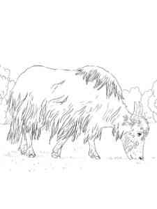 Yak eating grass coloring page