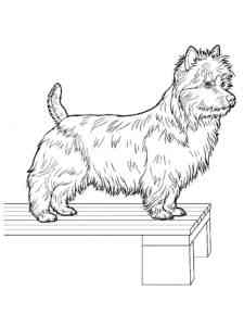 Simple Yorkshire Terrier coloring page