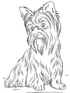 Realistic Yorkshire Terrier coloring page