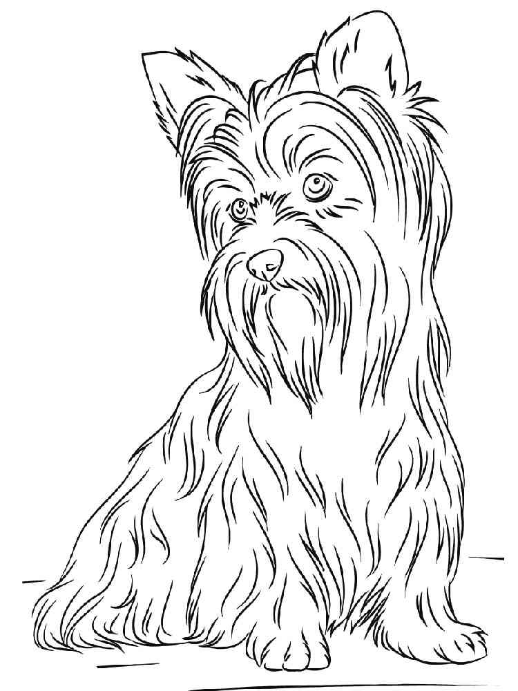 Realistic Yorkshire Terrier coloring page