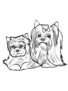 Two Yorkshire Terriers coloring page