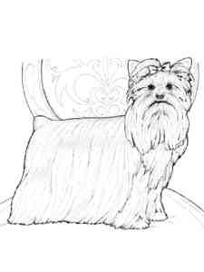 Beautiful Yorkshire Terrier coloring page