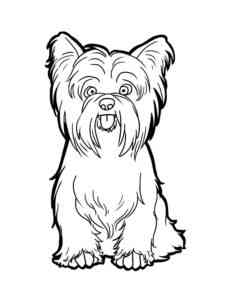 Yorkshire Terrier Dog coloring page