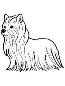 Funny Yorkshire Terrier coloring page