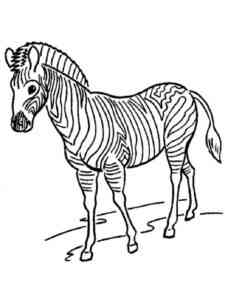 Realistic Zebra coloring page