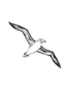 Fly Albatross coloring page