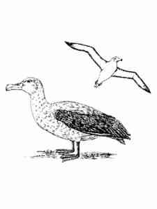 Southern Royal Albatross coloring page