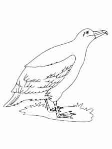 Funny Albatross coloring page