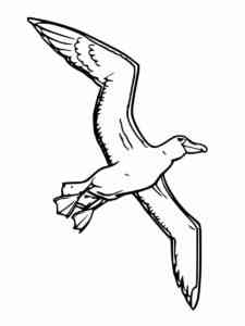 Albatross 13 coloring page